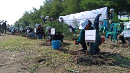Cegah Abrasi, DLH Kendal Tanam 7500 Pohon Cemara Laut di PIK