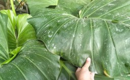 Hujan Abu Akibat Erupsi Merapi Melanda Sejumlah Wilayah di Klaten