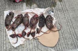 Tempo Kembali Mendapat Kiriman Bangkai Hewan, Kali ini Tikus yang Dipenggal
