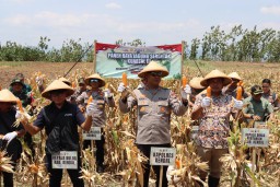 Polri Jadi Garda Depan Ketahanan Pangan, Panen Raya Jagung di Kendal Jadi Bukti Sinergi