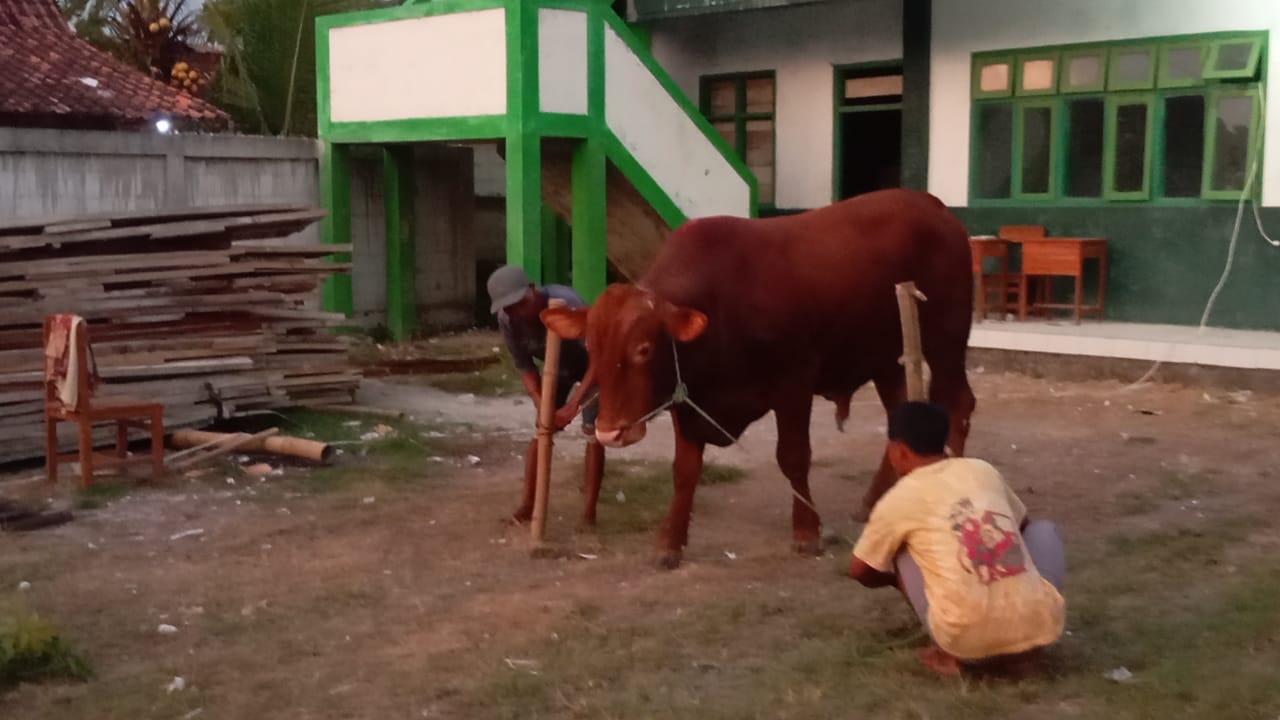 Prabowo Subianto Kurban Sapi Simental Seberat 800 Kg di Ponpes Nurul Hidayah Blora